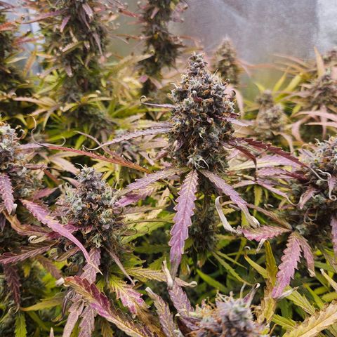 Apple Fritter Automatic growlog timeline photo