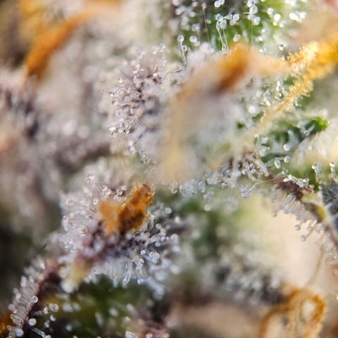 Apple Fritter Automatic growlog timeline photo