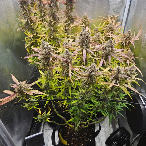 Apple Fritter Automatic growlog timeline photo