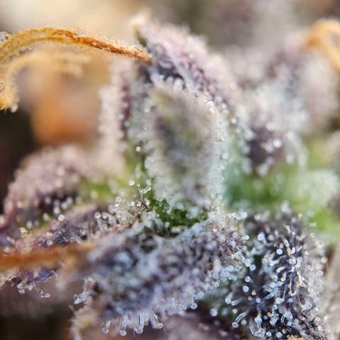Apple Fritter Automatic growlog timeline photo