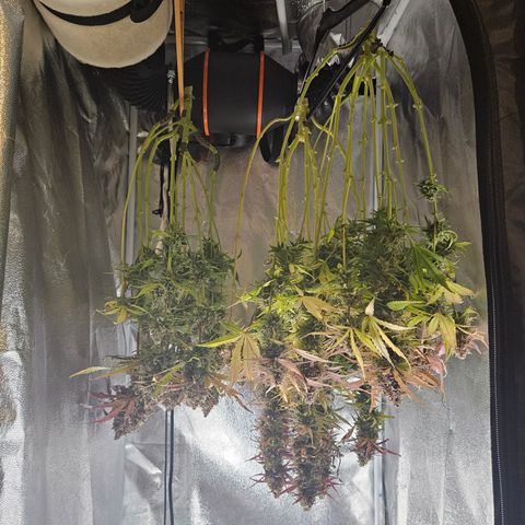 Apple Fritter Automatic growlog timeline photo