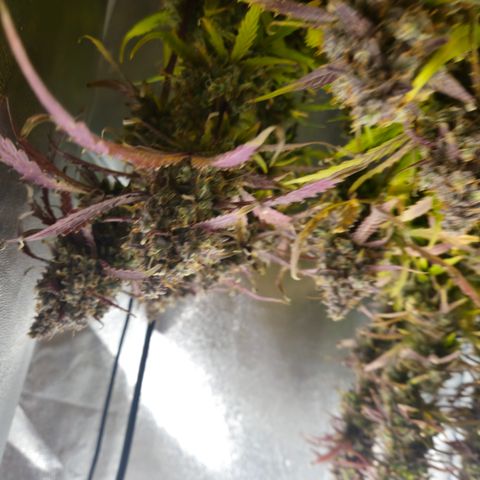 Apple Fritter Automatic growlog timeline photo