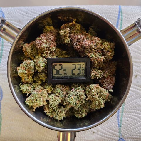 Apple Fritter Automatic growlog timeline photo