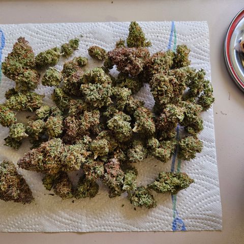Apple Fritter Automatic growlog timeline photo