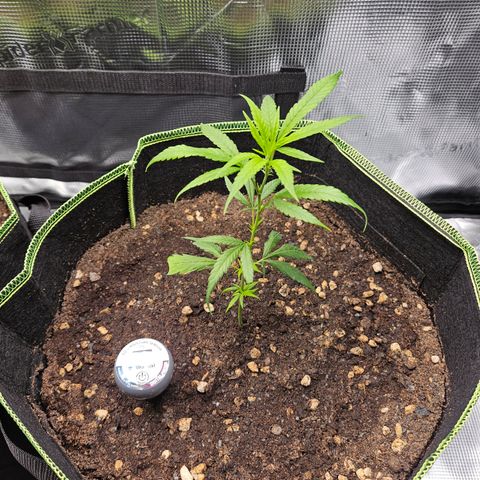 Northern Lights growlog timeline photo