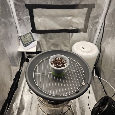 Mimosa x Orange Punch II growlog photo: Samen in Topf eingesetzt