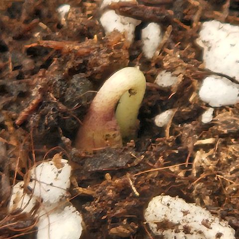 Mimosa x Orange Punch II growlog photo: 08:00 Uhr, Sämling kommt aus dem Boden