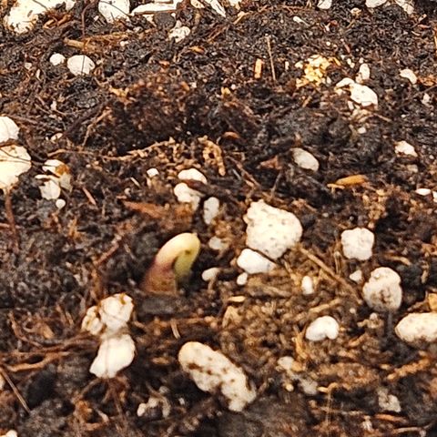 Mimosa x Orange Punch II growlog photo: 08:00 Uhr, Sämling kommt aus dem Boden