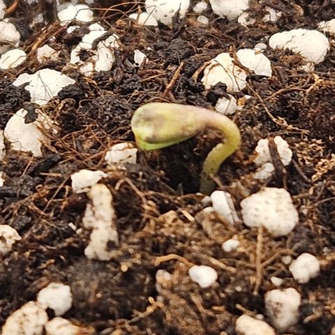 Mimosa x Orange Punch II growlog photo: 15 Uhr, der Sämlinge richtet sich langsam auf
