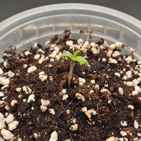 Mimosa x Orange Punch II growlog timeline photo