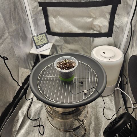Mimosa x Orange Punch II growlog timeline photo