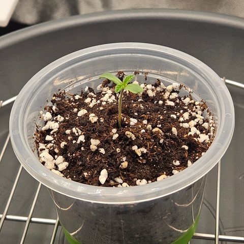 Mimosa x Orange Punch II growlog timeline photo