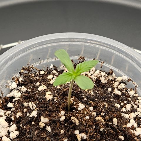Mimosa x Orange Punch II growlog timeline photo