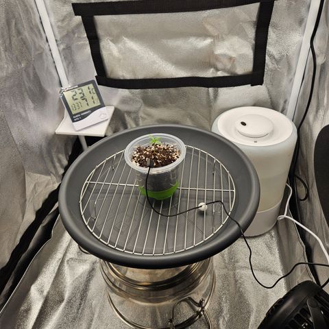 Mimosa x Orange Punch II growlog timeline photo
