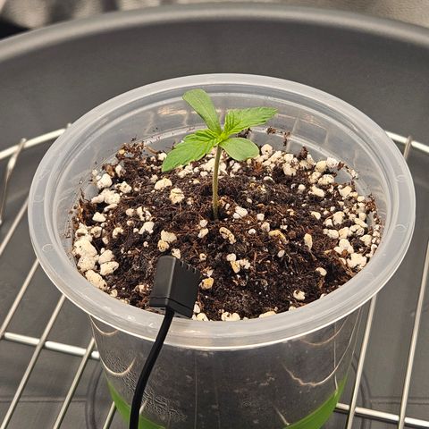 Mimosa x Orange Punch II growlog timeline photo