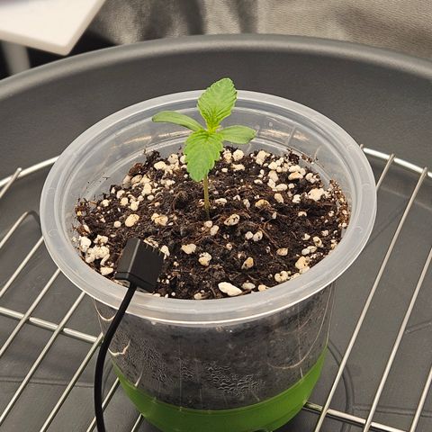 Mimosa x Orange Punch II growlog timeline photo
