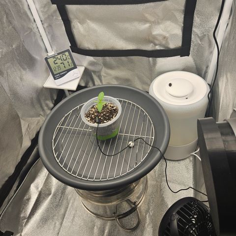 Mimosa x Orange Punch II growlog timeline photo