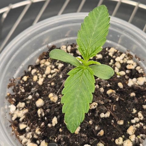 Mimosa x Orange Punch II growlog timeline photo