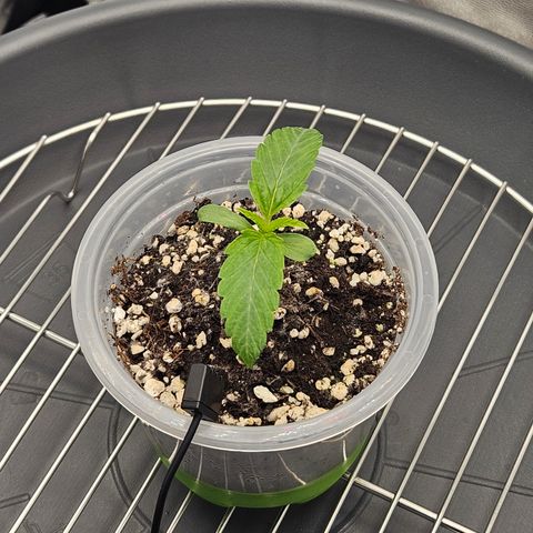 Mimosa x Orange Punch II growlog timeline photo