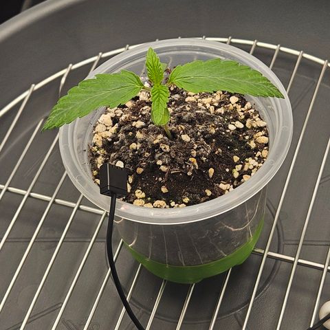 Mimosa x Orange Punch II growlog timeline photo