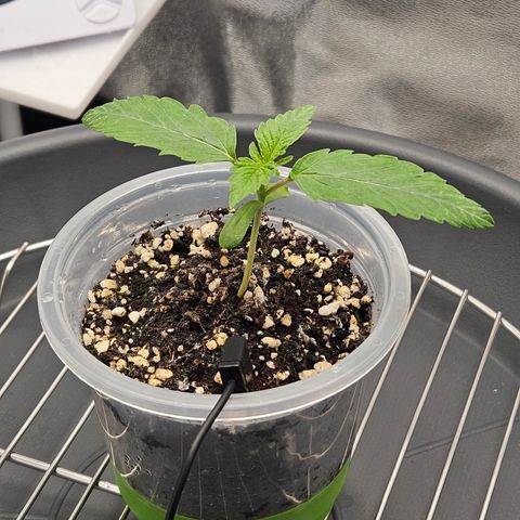Mimosa x Orange Punch II growlog timeline photo