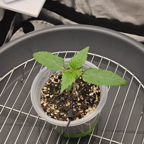 Mimosa x Orange Punch II growlog timeline photo