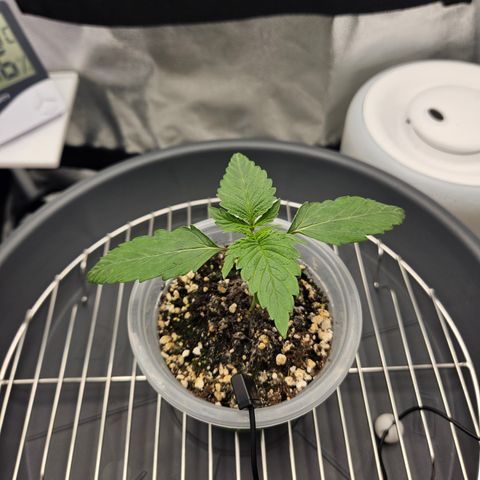 Mimosa x Orange Punch II growlog timeline photo