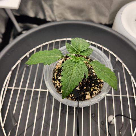 Mimosa x Orange Punch II growlog timeline photo
