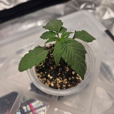 Mimosa x Orange Punch II growlog timeline photo