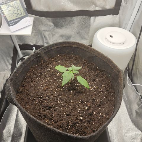 Mimosa x Orange Punch II growlog timeline photo