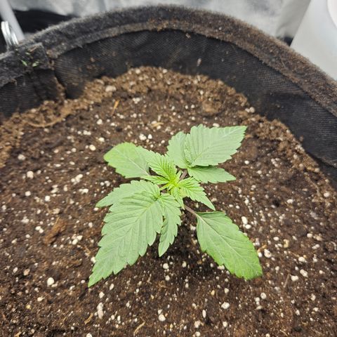 Mimosa x Orange Punch II growlog timeline photo