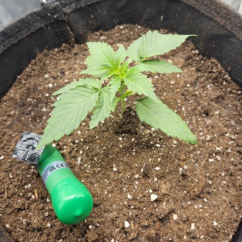 Mimosa x Orange Punch II growlog timeline photo