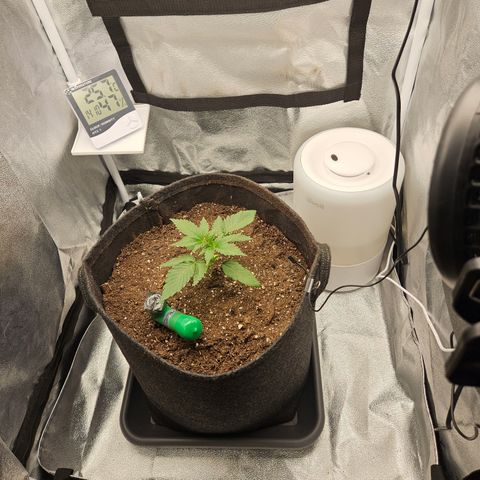 Mimosa x Orange Punch II growlog timeline photo