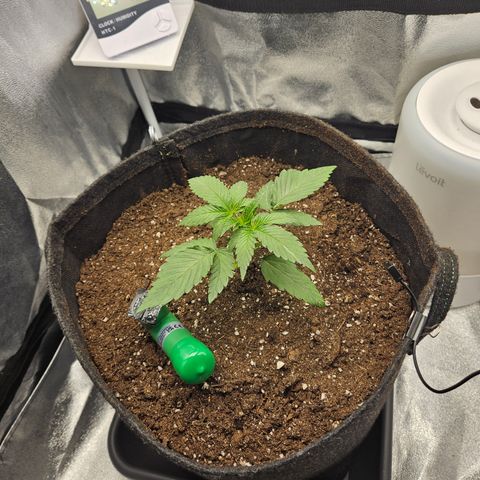Mimosa x Orange Punch II growlog timeline photo