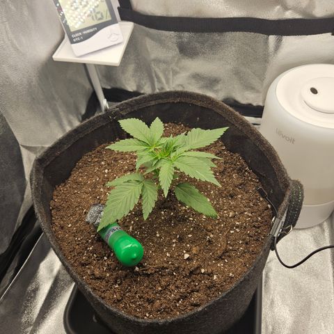 Mimosa x Orange Punch II growlog timeline photo