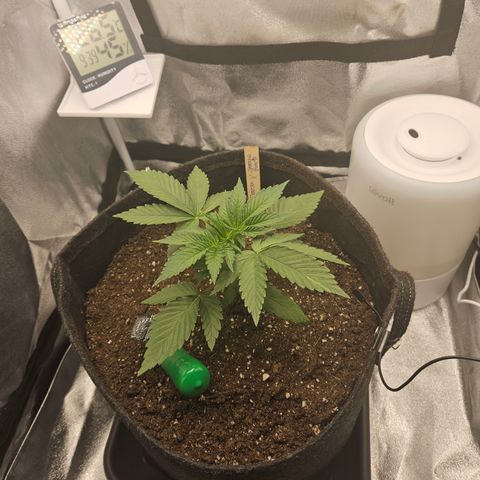 Mimosa x Orange Punch II growlog timeline photo