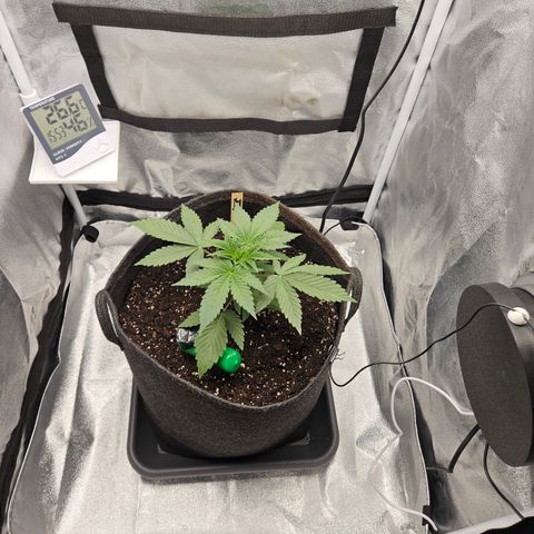Mimosa x Orange Punch II growlog timeline photo
