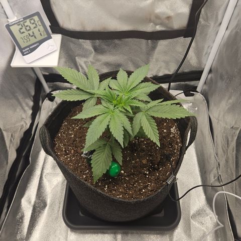 Mimosa x Orange Punch II growlog timeline photo
