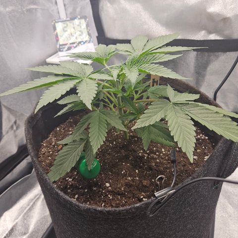 Mimosa x Orange Punch II growlog timeline photo