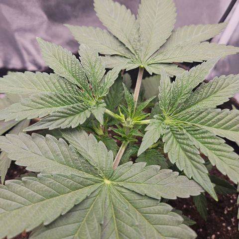 Mimosa x Orange Punch II growlog timeline photo