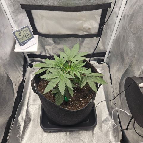 Mimosa x Orange Punch II growlog timeline photo