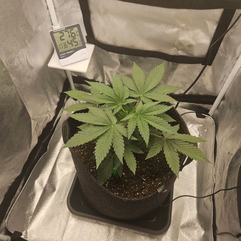 Mimosa x Orange Punch II growlog timeline photo
