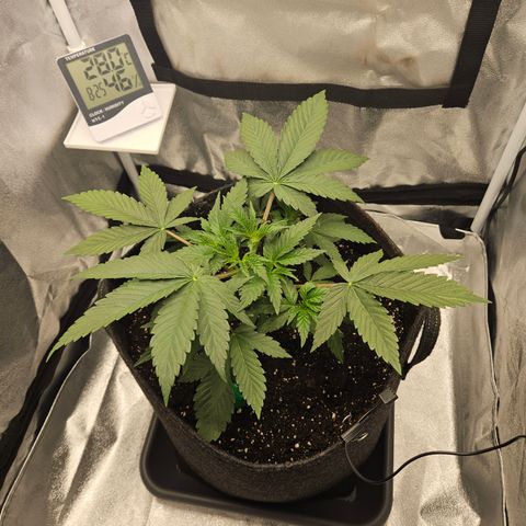 Mimosa x Orange Punch II growlog timeline photo