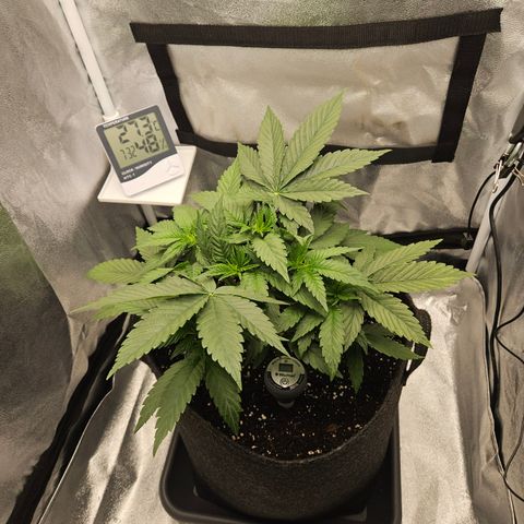 Mimosa x Orange Punch II growlog photo: Vor dem Entlauben
