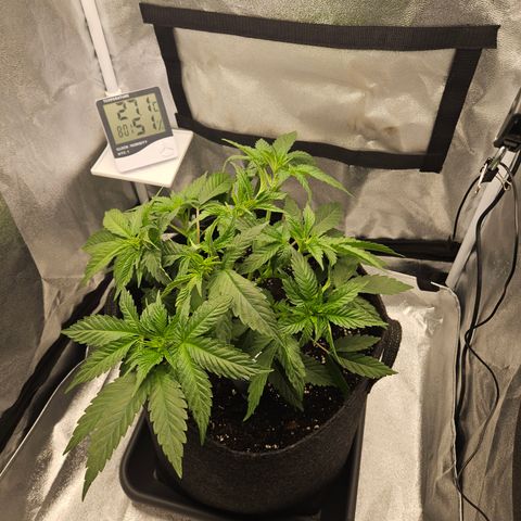 Mimosa x Orange Punch II growlog timeline photo