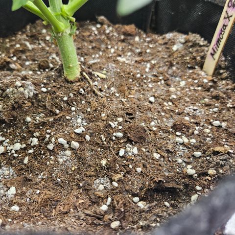 Mimosa x Orange Punch II growlog timeline photo