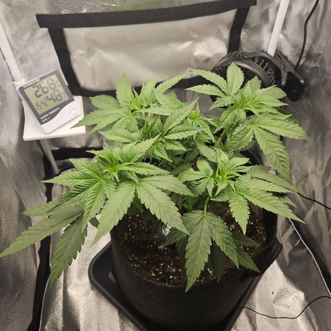 Mimosa x Orange Punch II growlog timeline photo