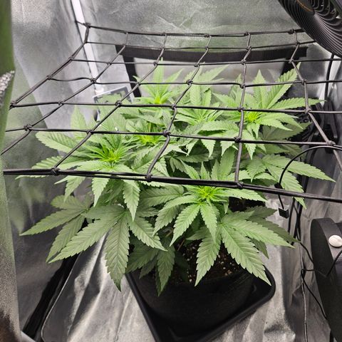 Mimosa x Orange Punch II growlog timeline photo