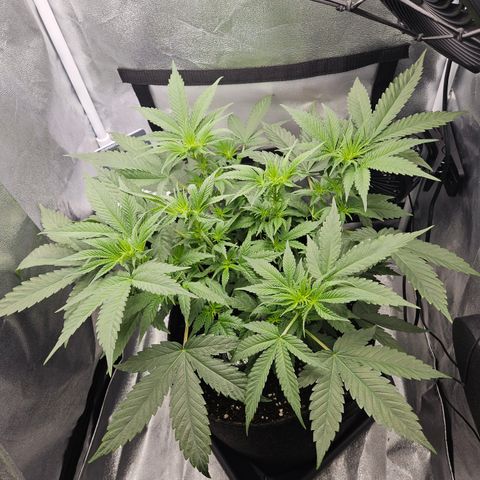 Mimosa x Orange Punch II growlog timeline photo