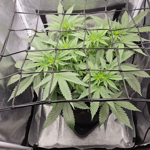 Mimosa x Orange Punch II growlog timeline photo